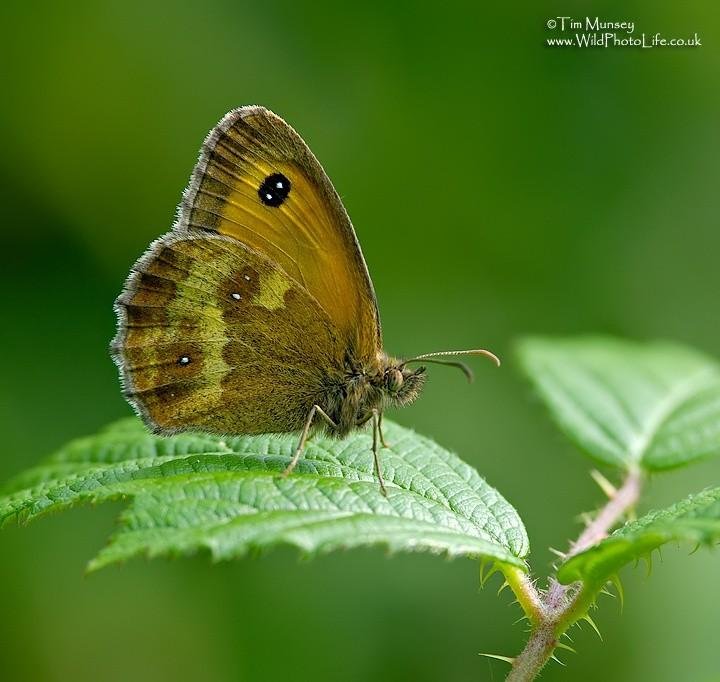 Gatekeeper 22_07_06.jpg